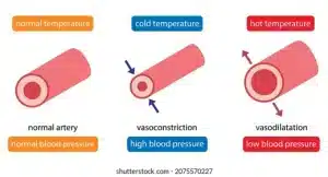 Schéma physiologique de la vasoconstriction et vasodilatation musculaire lors d'une immersion contrastée en eau froide et eau chaude